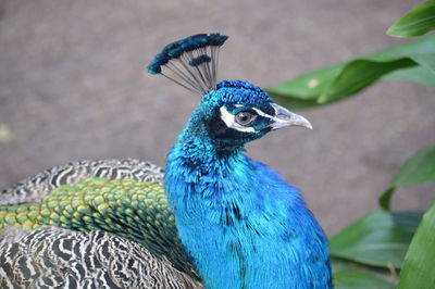 Close-up of peacock