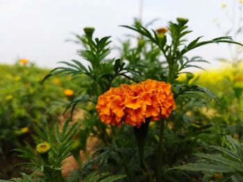 Close-up of orange flowering plant