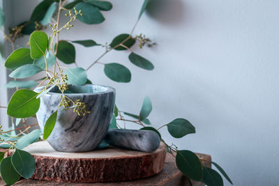 Close-up of potted plant on table against wall