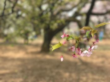 Close-up of flowers blooming on tree
