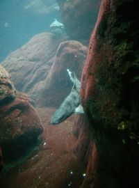 Close-up of turtle swimming in sea