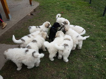 High angle view of puppy on field