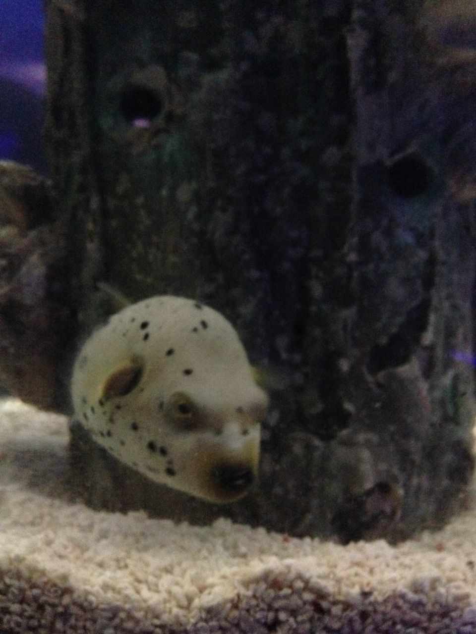 CLOSE-UP OF TURTLE IN AQUARIUM