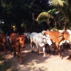 Horses in pasture