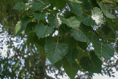 Low angle view of leaves growing on tree