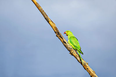 Indian ring-necked parakeet parrot on dry tree branch with  blue sky background.