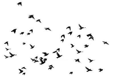 Low angle view of birds flying in the sky