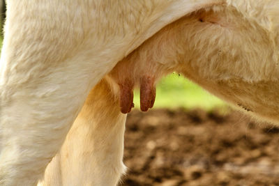 Close-up of a horse