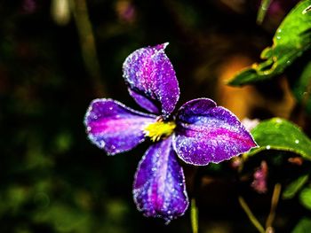 Close-up of purple flower blooming outdoors