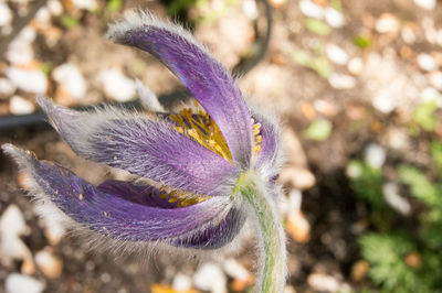 Close-up of purple iris flower