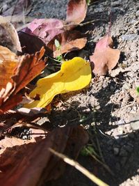 Close-up of dry autumn leaf on fallen leaves