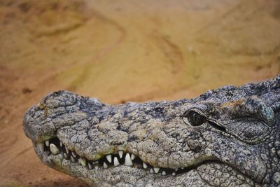 The head of a crocodile