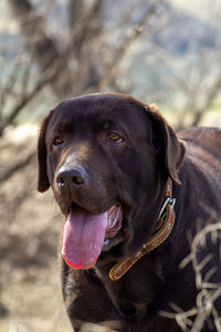 Close-up of labrador dog looking away