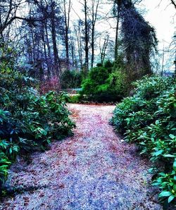 Footpath amidst trees