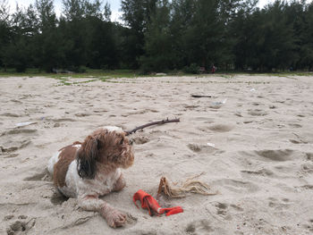 Dog on sand