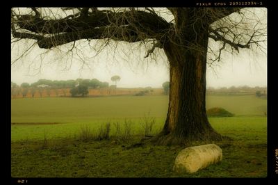 Trees on grassy field