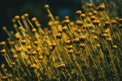 Close-up of flowering plants on field