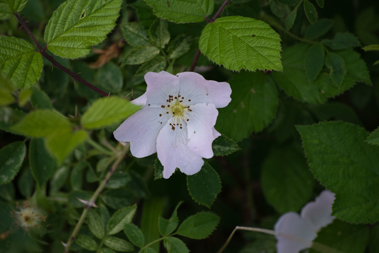 CLOSE-UP OF FRESH PURPLE FLOWERS ON WHITE ROSE PLANT