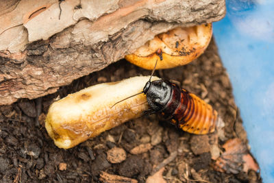 Close-up of insect on tree trunk