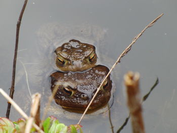 High angle view of turtle in lake