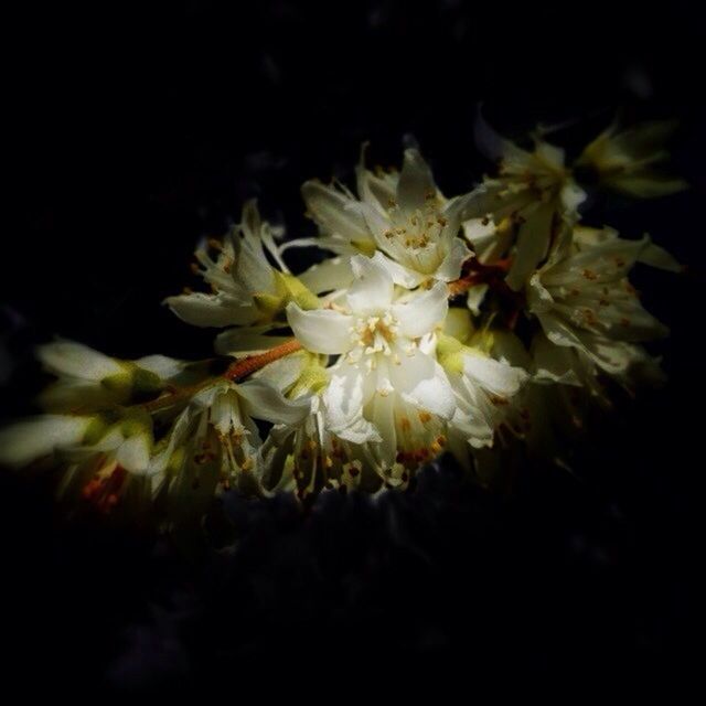 flower, freshness, petal, fragility, flower head, growth, beauty in nature, close-up, nature, white color, black background, blooming, plant, night, in bloom, blossom, pollen, studio shot, botany, selective focus