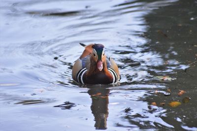 Duck swimming in lake