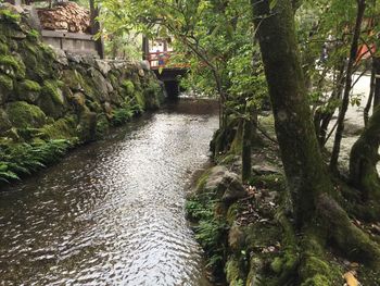 Narrow stream along trees in park