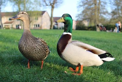 Ducks on a field