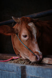 Close-up of cow