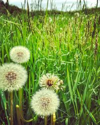 Close-up of flowers growing in field