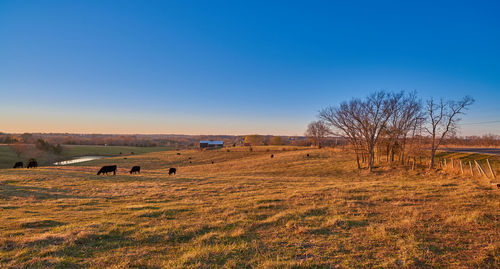 View of sheep grazing in field against clear blue sky