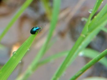 Close-up of insect on plant