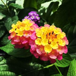 Close-up of pink flowering plants