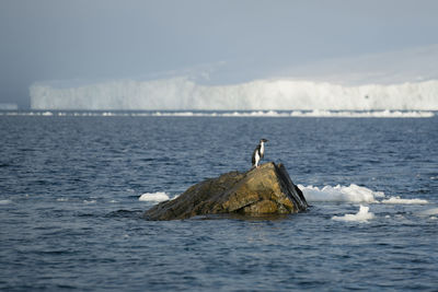 Adélie penguin  in front of a glacier at madder cliffs, joinville island. antarctica.