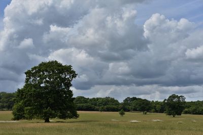 Trees on field against sky