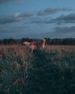 View of dog on field against sky