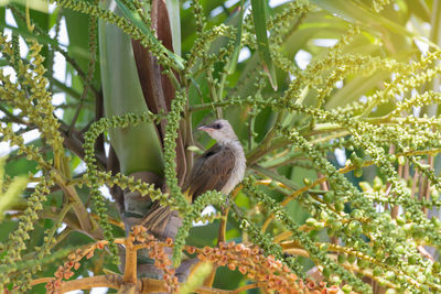 Low angle view of bird perching on tree