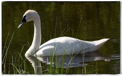 Close-up of swan in lake