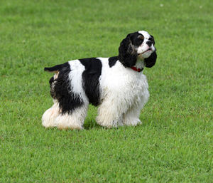 High angle view of puppy sitting on grass