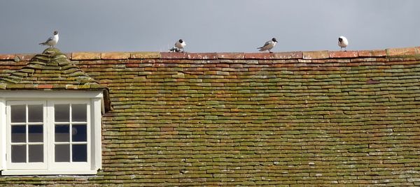 Low angle view of seagull perching on brick wall of building