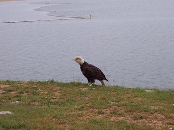 Bird perching on riverbank