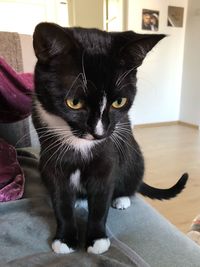 Portrait of black cat sitting at home