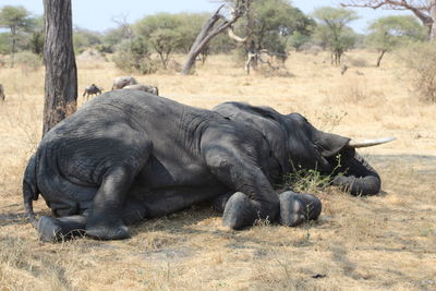 Elephant sleeping in field