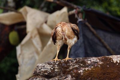 Rear view of rooster standing on rock