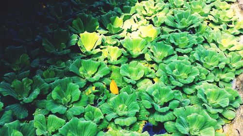 Leaves on plant