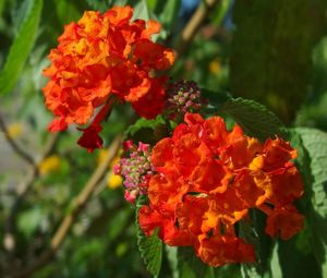 Close-up of red flowers blooming outdoors