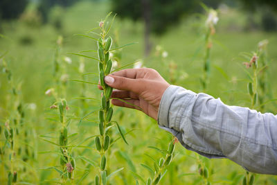 Midsection of person holding crops on field