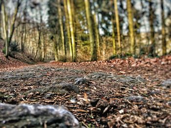 Close-up of autumn trees in forest