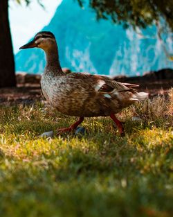 Duck on a field