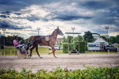 Man riding horse cart against sky